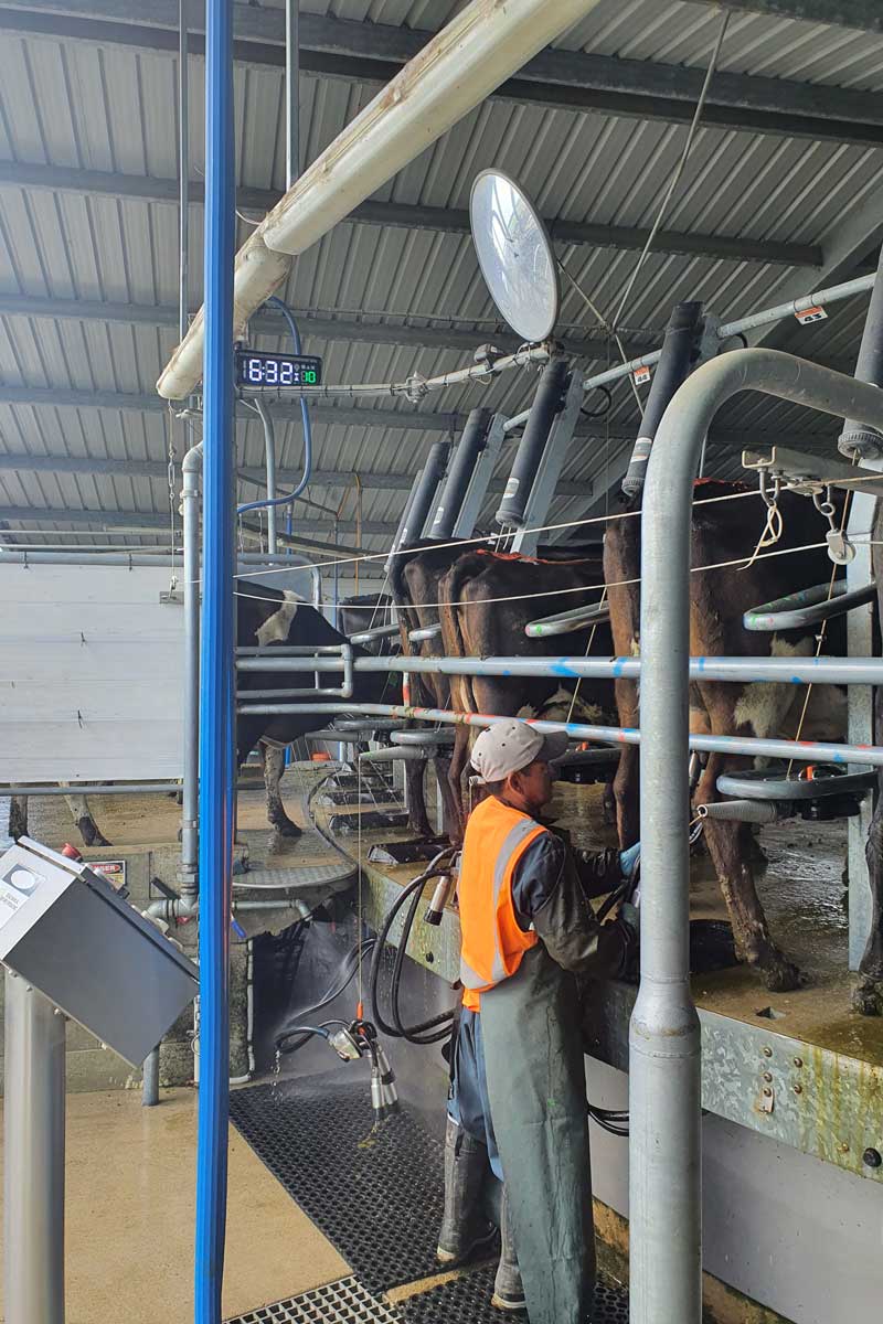 milking-by-time-rotary-dairy